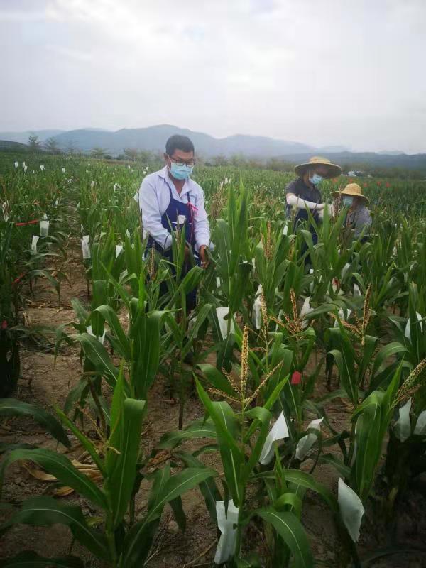 戰(zhàn)“疫”期，皖墾種業(yè)科研團(tuán)隊(duì)堅(jiān)守育種一線