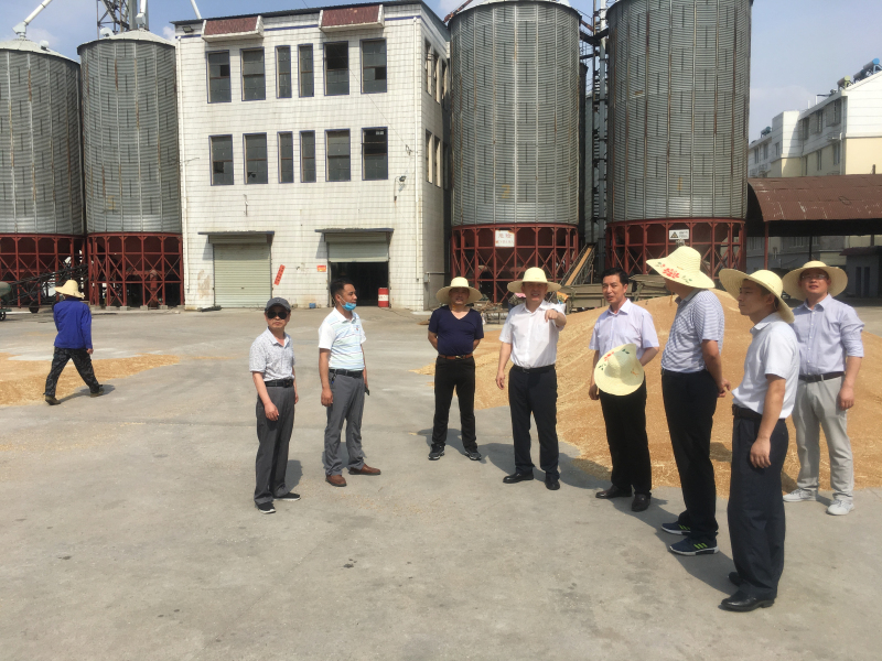 農(nóng)墾集團領(lǐng)導到明光分公司指導午收工作